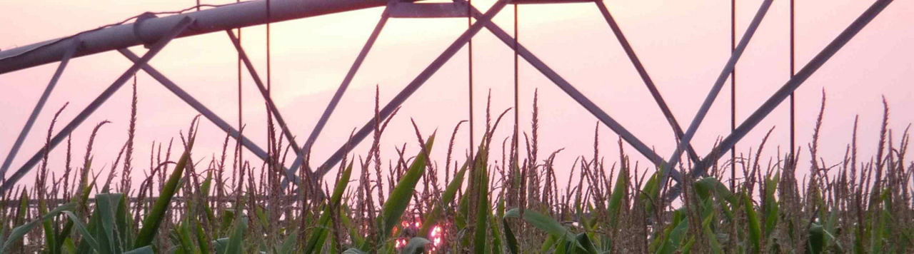 Irrigation du maïs : à floraison, chaque goutte compte